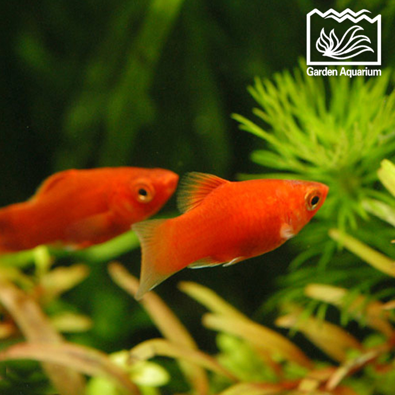 剑尾鱼哪个品种最好养,凤尾热带鱼养殖技术大全