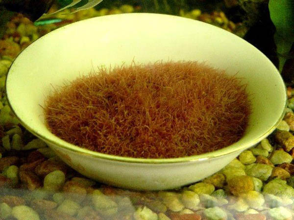 热带小鱼怎么养殖的,热带微型鱼怎么养