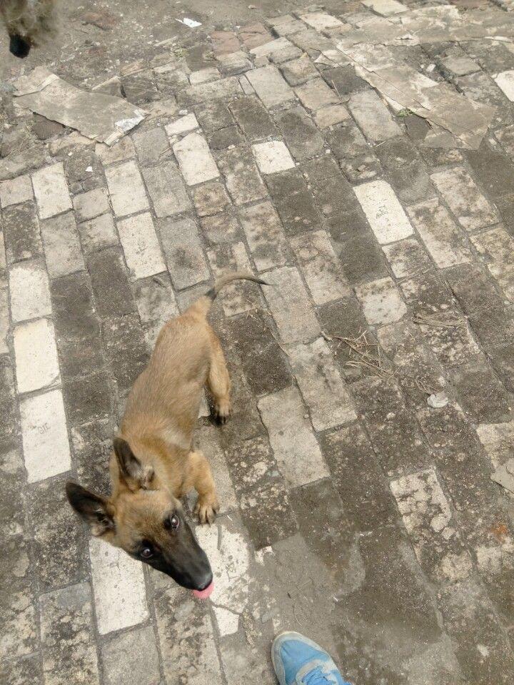 我的小马犬老是追人扑人咋办,我的小马犬不兴奋怎么办