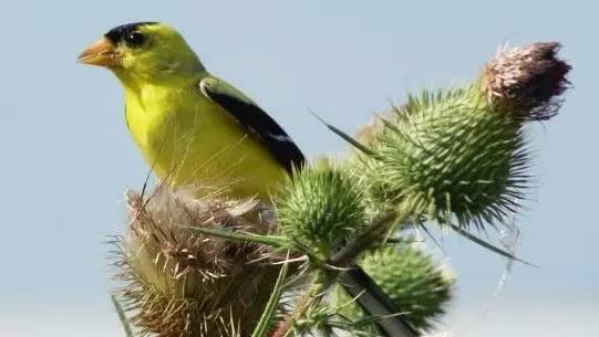 什么样的诗才是好诗阅读理解,什么样的诗才算诗