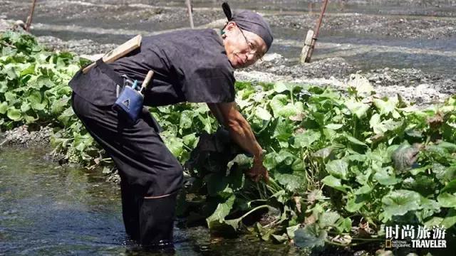 芥末山葵辣根到底是什么关系 (山葵和芥末和辣根是同一个东西嘛)