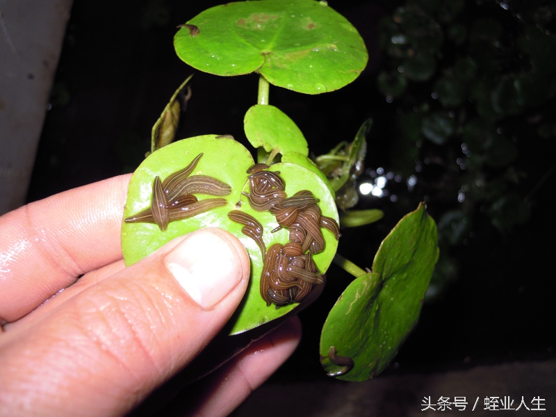 损失惨重的养殖水蛭,水蛭养殖是否是骗局呢
