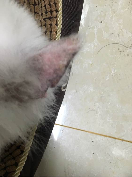 路边捡到一只萨摩耶,捡到萨摩耶有狗癣