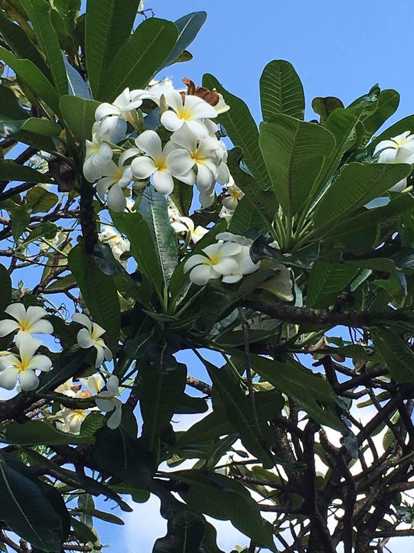 bali巴厘岛旅行记,巴厘岛baliswing