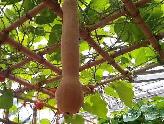 昆明大板桥农家乐的好去处,昆明农家乐烧烤游玩