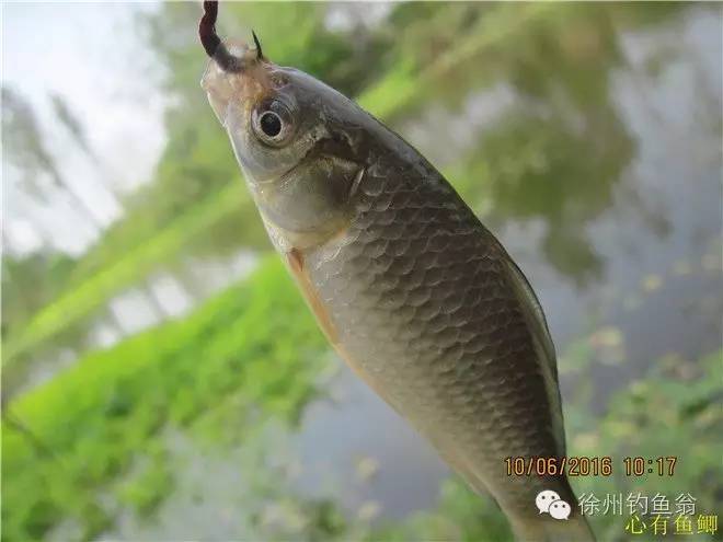徐州铜山区野钓最新地点,小记野河钓鱼
