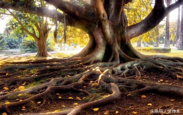 缺木的人该怎么补救,缺木的人该注意什么