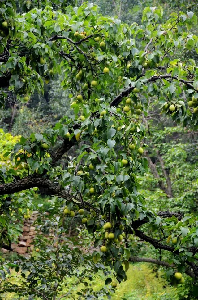 淄川区太河镇池板村近况,不可错过的绝美古村落石潭村