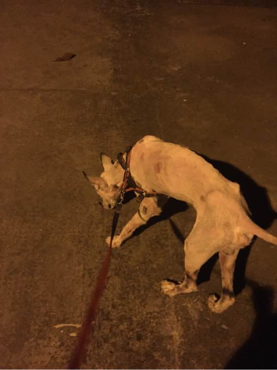 下班回家捡到小动物带回家养,捡到流浪狗不想养怎么处理