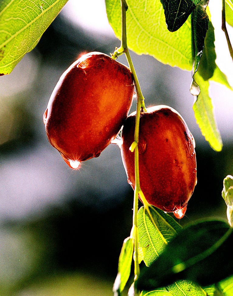 新郑大枣产业园,河南红枣产量多少