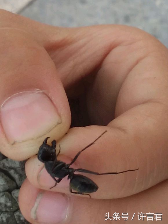 蚂蚁咬了火辣辣的疼,蚂蚁咬一口会怎么样