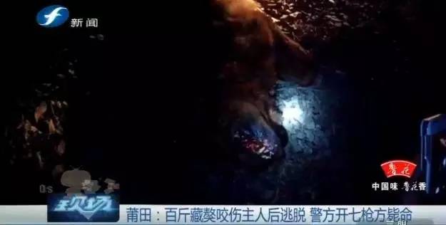 藏獒打架咬死狗,五分钟罕见藏獒打架