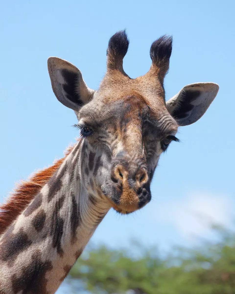 长颈鹿爱刺猬,长颈鹿爱猫头鹰