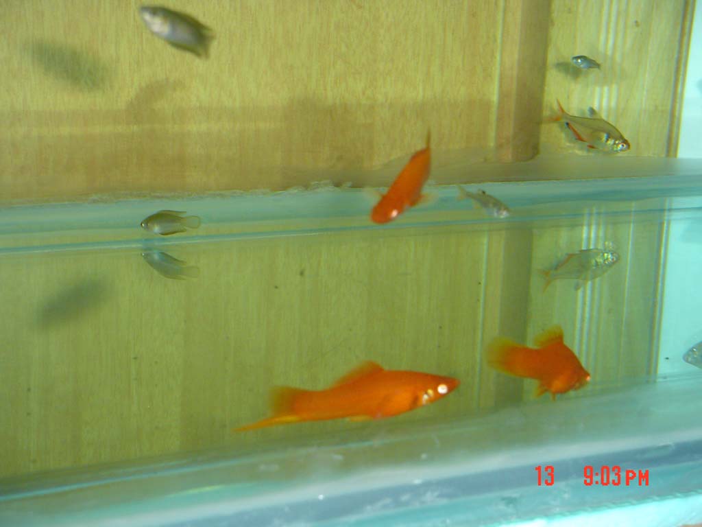 剑尾鱼哪个品种最好养,凤尾热带鱼养殖技术大全