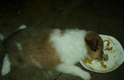 狗狗呕吐是什么原因导致,狗狗呕吐了是因为什么原因