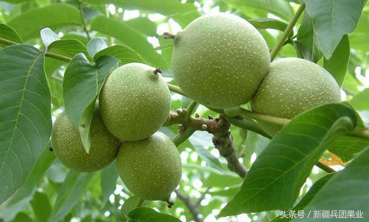 没打过基底的核桃,没打过底的核桃还有救吗