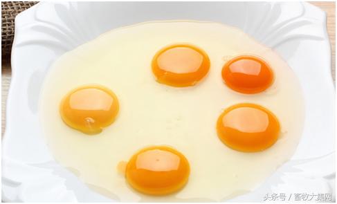 如何判断鸡蛋是公鸡蛋还是母鸡蛋,怎样挑鸡蛋的好坏