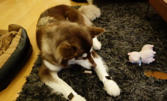 王思聪有多少个名字,王思聪的真实名字