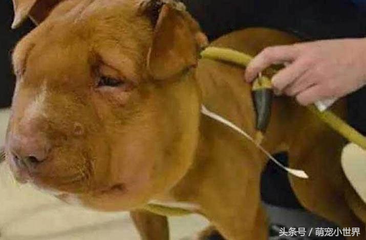 被虐待抛弃的狗,狗狗被遗弃楼顶饿得皮包骨