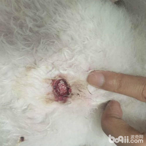 带柴犬去公园被萨摩咬,萨摩被比特犬咬后续