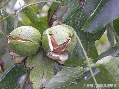 没打过基底的核桃,没打过底的核桃还有救吗