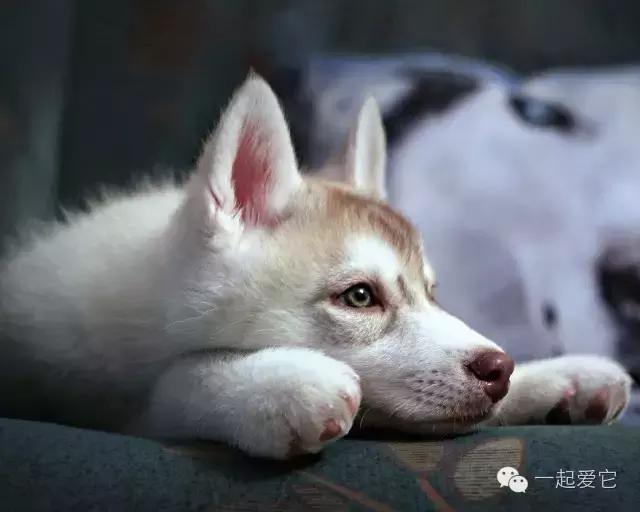 养宠知识大全及答案,十二生肖中你最合适养什么宠物