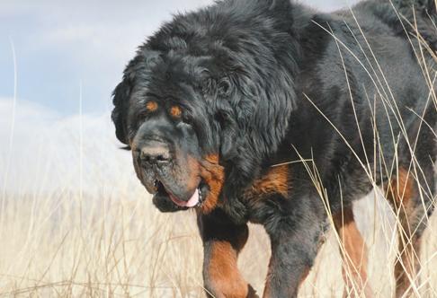 王者藏獒,藏獒的品种介绍