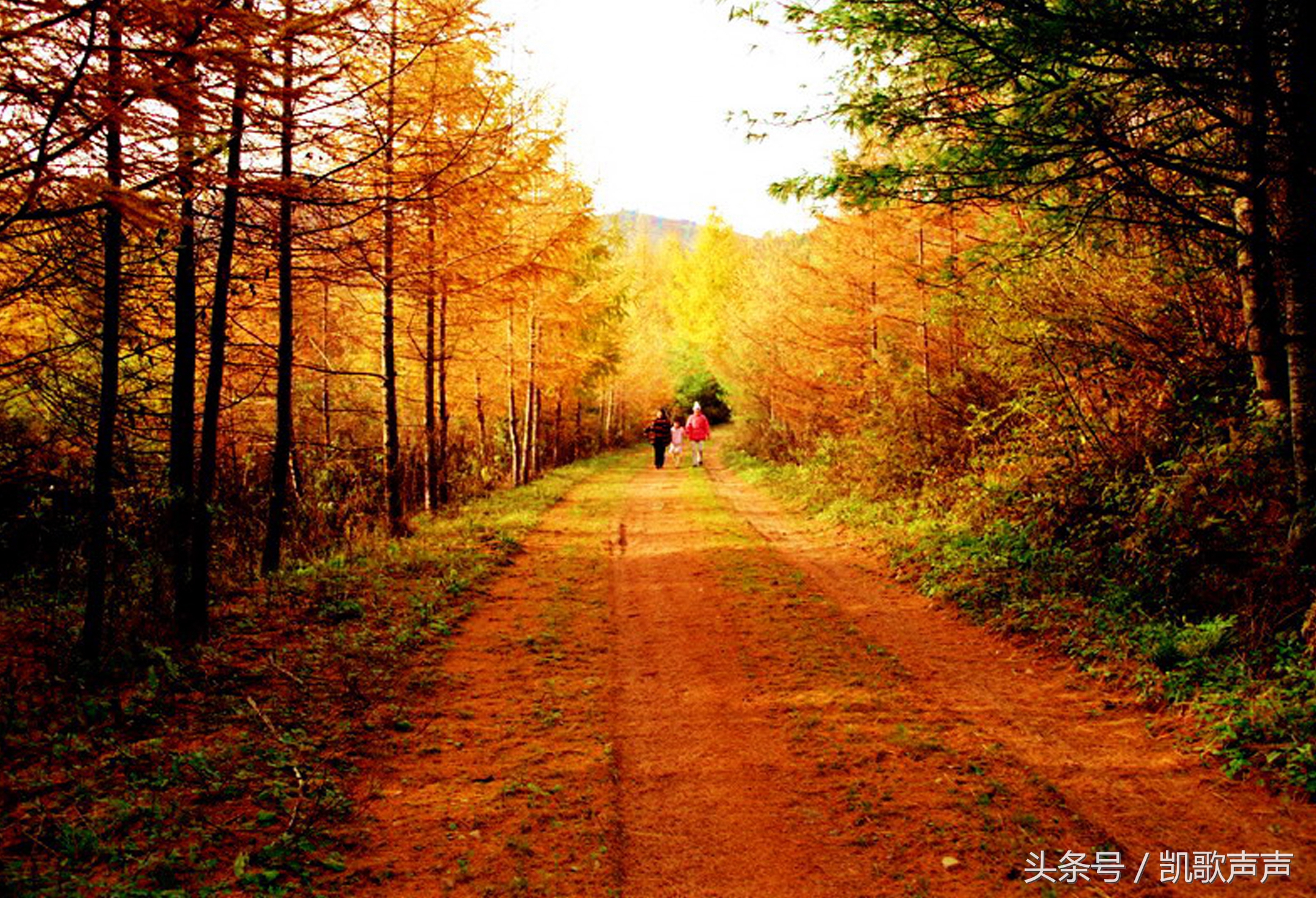 四川的葬礼的风俗,四川丧葬风俗仪式