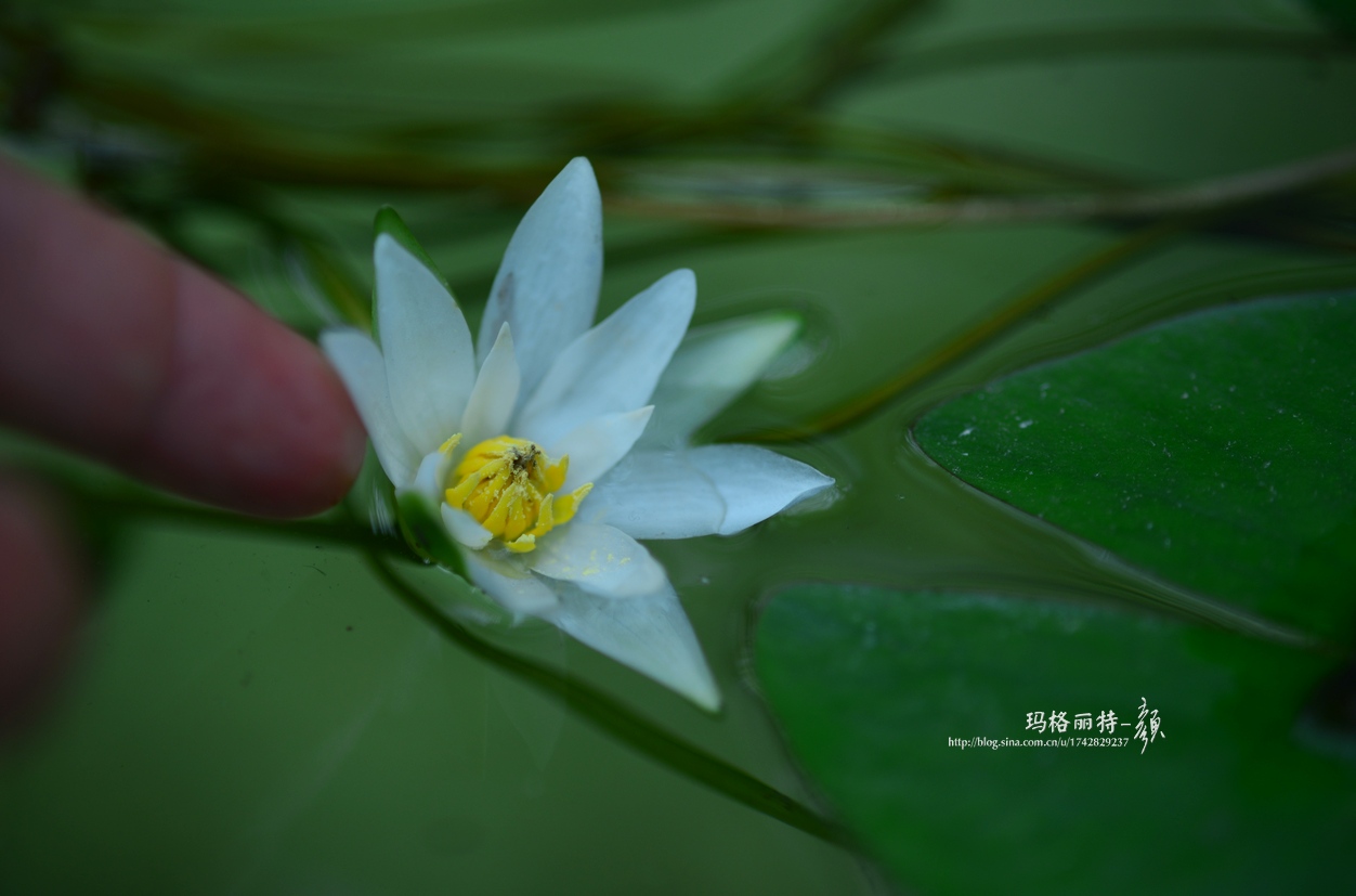 辰山植物园睡莲拍照,行摄洪湖荷花展