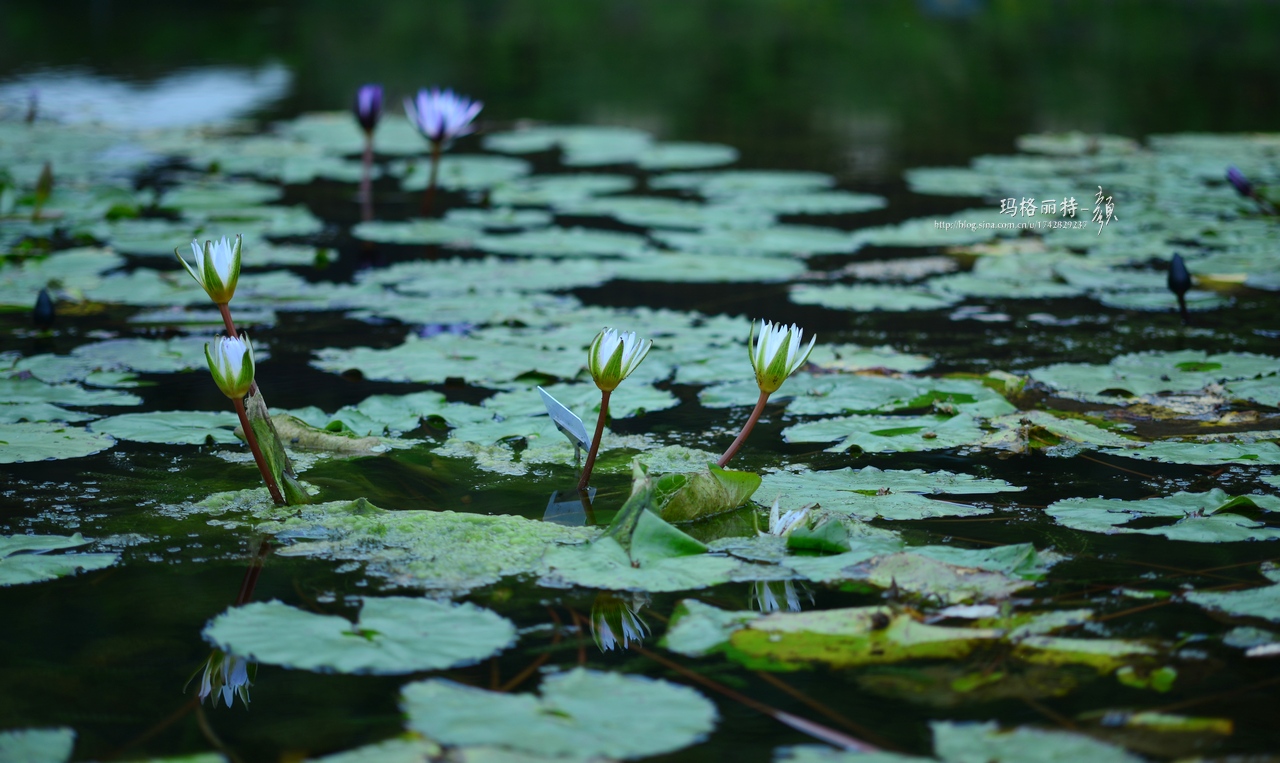 辰山植物园睡莲拍照,行摄洪湖荷花展