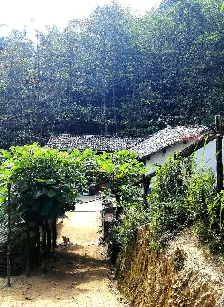 养鸡养羊还养生，德宏的这个地方，去了就不想走了！