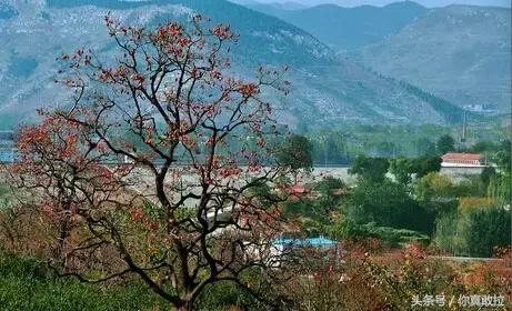 山东临沂平邑县的柿子怎么样,临沂哪里可以采摘新鲜铁皮柿子