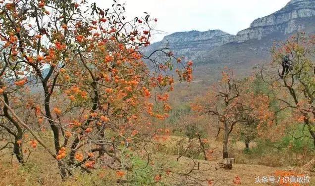 山东临沂平邑县的柿子怎么样,临沂哪里可以采摘新鲜铁皮柿子