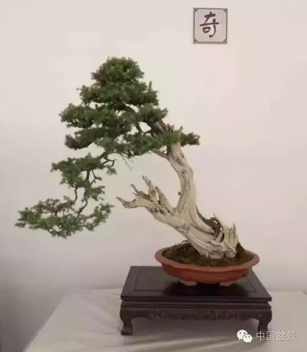 红子刺树桩盆景大全,曲杆式树桩盆景图片