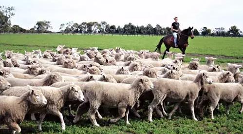 全棉面料支数越高面料越顺滑吗,面料支数相对应的面料密度是多少