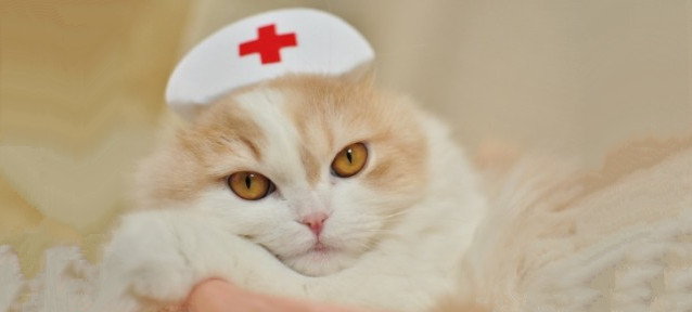 猫咪不出门每年需要打疫苗吗,不知道猫咪打没打过疫苗怎么办