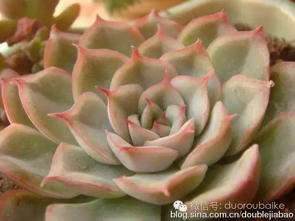 认多肉品种,教你认多肉