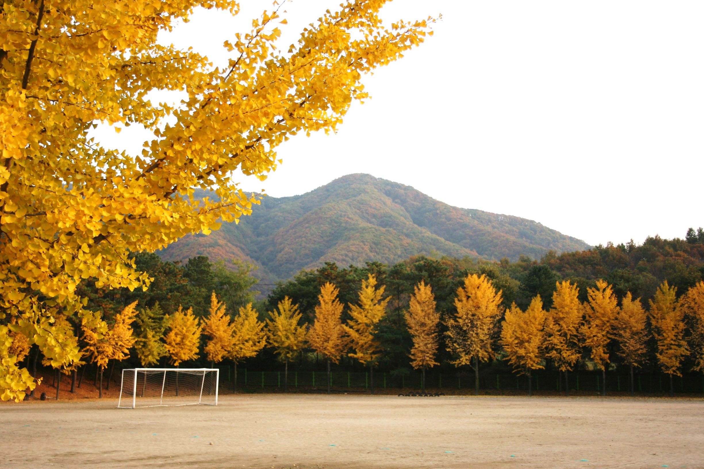 足球狗怎么样,足球狗后卫怎么踢好