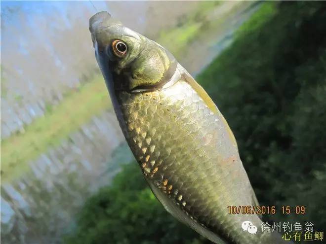 徐州铜山区野钓最新地点,小记野河钓鱼