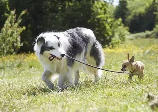 焦虫病死亡周期,焦虫病早期