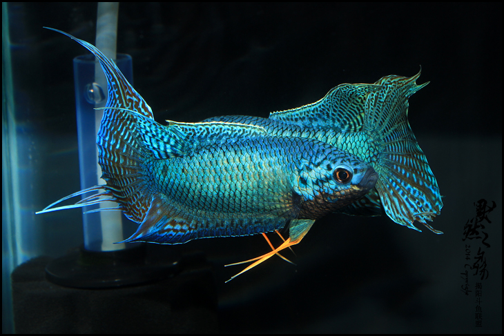 冬天怎么养殖100条泰国斗鱼,泰国斗鱼居家养殖指南