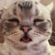 猫咪不出门每年需要打疫苗吗,不知道猫咪打没打过疫苗怎么办