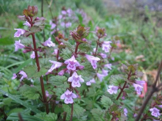 路边的花草也能治愈生活,路边的花可以带回家种吗