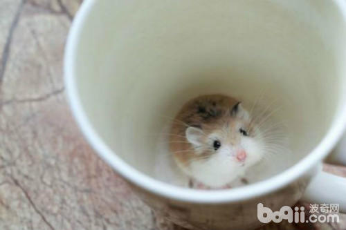 有哪些常见的仓鼠冬眠误区,萌萌的仓鼠怎么样的