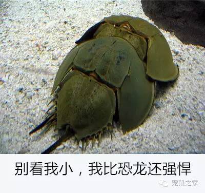 豚鼠各类饲养装备优缺点汇总之上篇