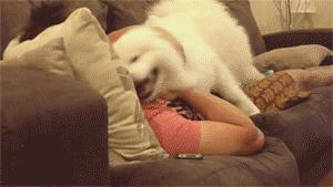 此生一定要养一只萨摩耶,相爱相杀的萨摩耶