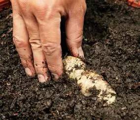 常州一媳妇把用剩的姜块埋在泥土里，一个月后奇迹发生了！