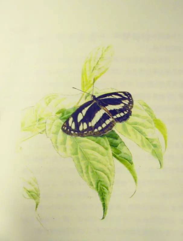 要眼明心细才能看见来自一只飞蝶的美，才能看见你的童年