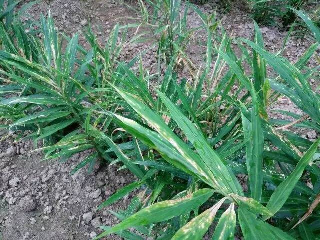 专家为夏季农作物病虫害防治支招,病虫害植保大讲堂