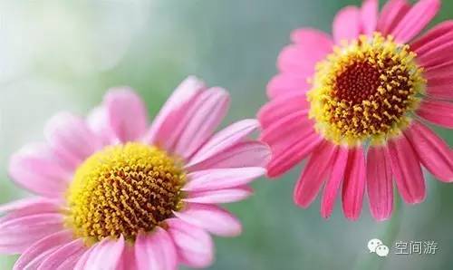 阳台向西种点什么,朝西阳台什么植物好养活